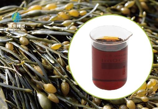 Original Manufacturer in China for Premium Ascophyllum Nodosum Extract